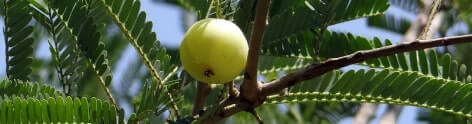 Amla (Indian Gooseberry)