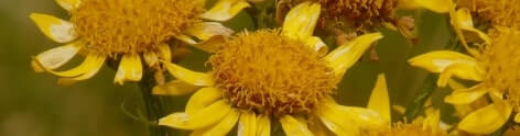 Arnica