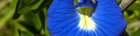 Blue Butterfly Pea Flower