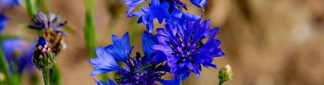 Blue Cornflower
