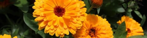 Calendula