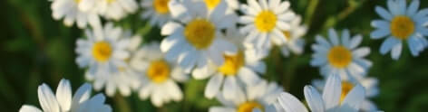 Chamomile