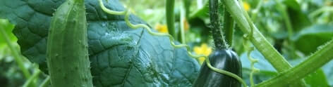 Cucumber