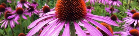 Echinacea