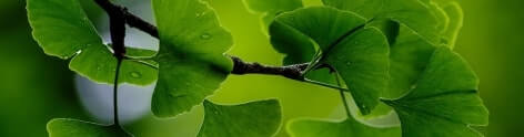 Gingko