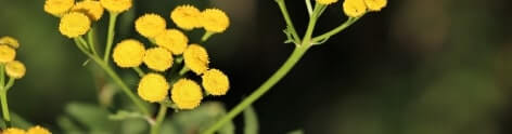 Helichrysum