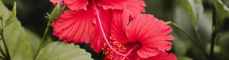 Hibiscus