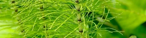 Horsetail