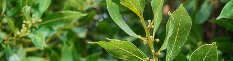 Laurel Wax