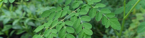 Moringa