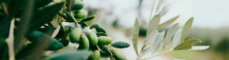 Olive Leaf