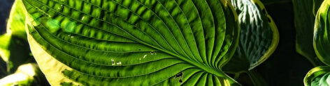 Plantain