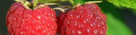 Red Raspberry (CO2 Extract)