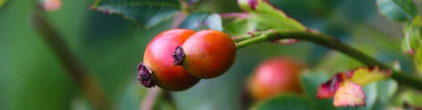 Rosehip