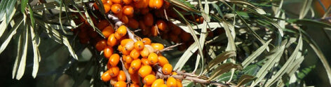 Sea Buckthorn Oil