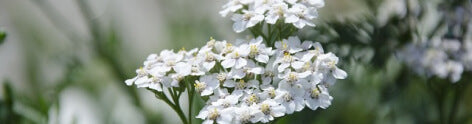 Yarrow