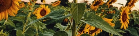 high-PUFA seed oils