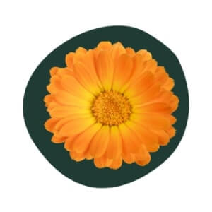 Calendula