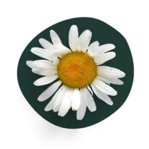 Chamomile