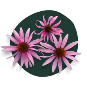 Echinacea