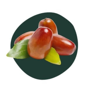 Jojoba
