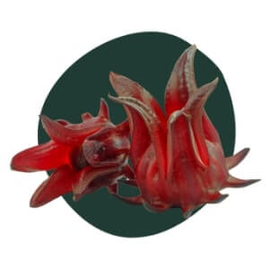 Hibiscus