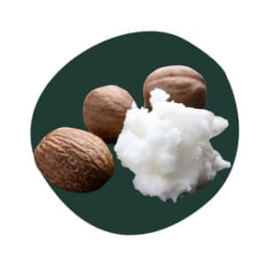 Shea Nilotica