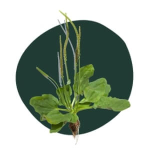 Plantain