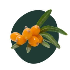 Sea Buckthorn Oil
