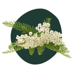 Yarrow